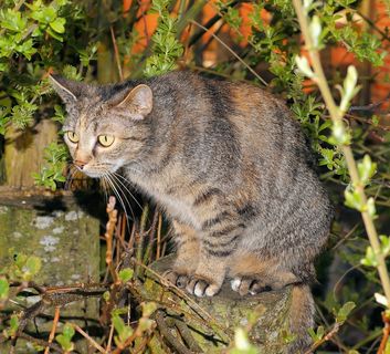 猫，花园，家猫，动物，甜，Mieze，前面