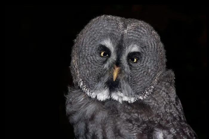 猫头鹰，鸟，雕O，羽毛，动物，夜间活动