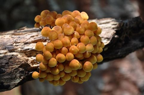 蛇蘑菇，森林，夏天，自然