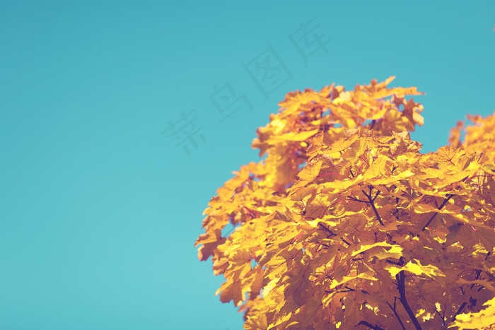 秋，蓝色，天空，树，黄色，叶子