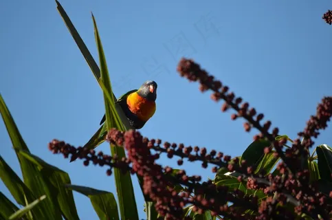彩虹澳洲鹦鹉,鸟,天空,羽毛,自然,翅膀 彩虹澳洲鹦鹉,鸟,天空,羽毛,自然,翅膀