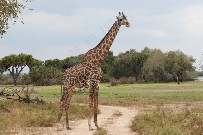 长颈鹿，自然，野生动物园，非洲，储备，塞伦盖蒂