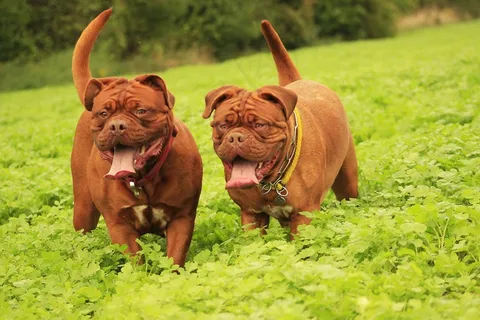 狗,藏ast,波尔多,德,Dogue,户外,夏天 狗,藏ast,波尔多,德,Dogue,户外,夏天