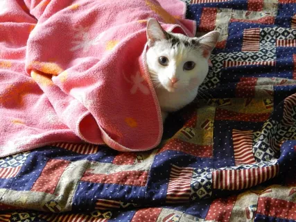 猫，可爱的猫，猫的，小猫，小猫，宠物，动物