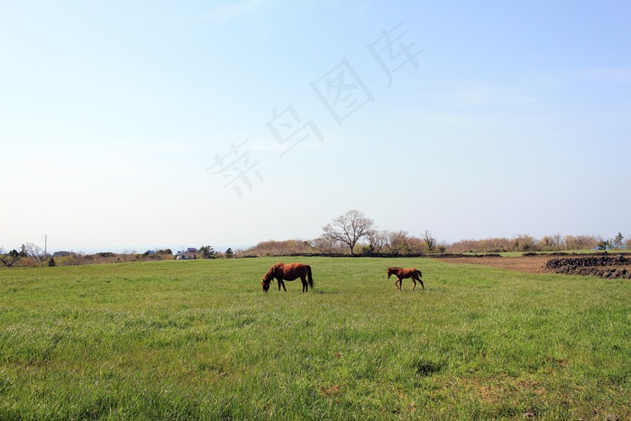草地，大自然，小马