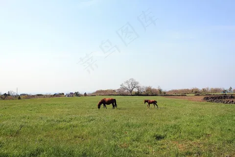 草地，大自然，小马