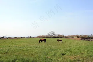 草地，大自然，小马