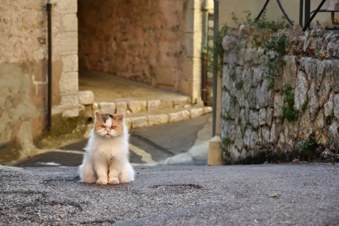 脾气暴躁的猫，脾气暴躁，猫，小猫，动物，猫的，宠物