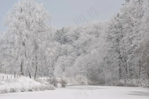 雪,冬季,冷,浪漫,心情,寒冬,雪域,树 雪,冬季,冷,浪漫,心情,寒冬,雪域,树