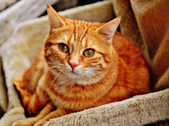猫，宿醉，红色，可爱，鲭鱼，虎，甜