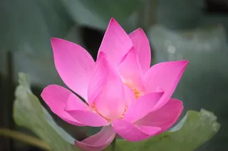 鲜花，莲花，华丽，莲花空气，绿色，植物