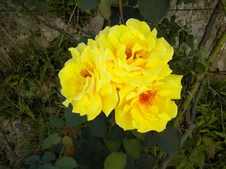 花，开花，玫瑰，黄色