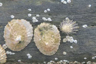 贻贝，海洋，海滩，假期，海岸，沙，水