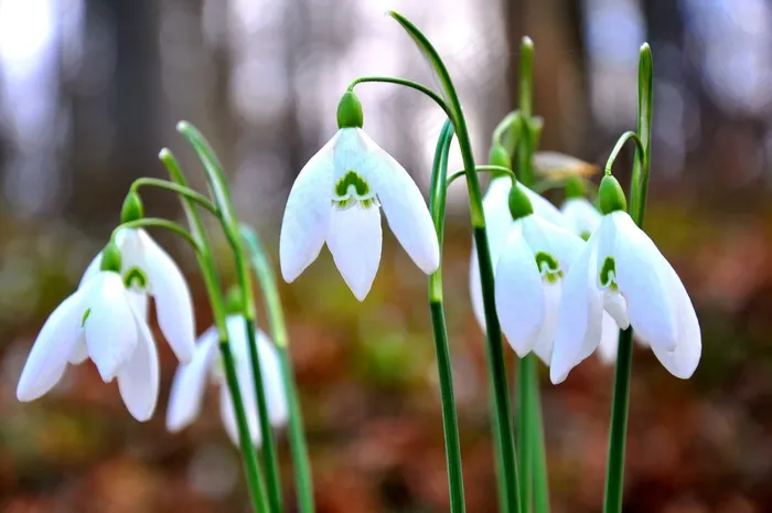 春天，雪花莲，白花