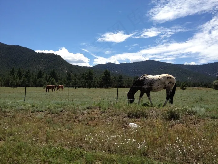 马，放牧，牧场，原野，哺乳动物，户外