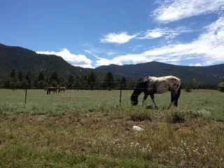 马，放牧，牧场，原野，哺乳动物，户外