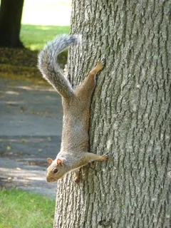 松鼠，动物，可爱，纳格，毛皮，牛角包，毛茸茸