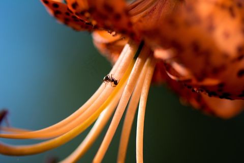 植物,头发,龙爪花,鸟类,蚂蚁在花上