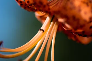 植物,头发,龙爪花,鸟类,蚂蚁在花上