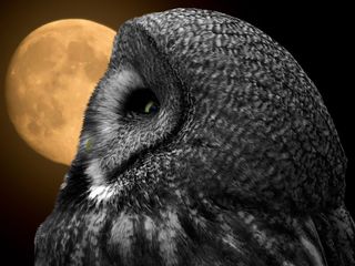 猫头鹰，鸟，巴特猫头鹰，全身羽毛，月亮，羽毛