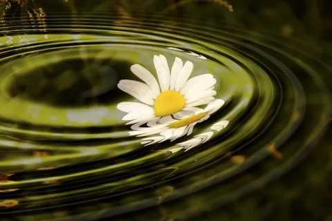 雏菊,波,水,环,圆,波浪圈 雏菊,波,水,环,圆,波浪圈