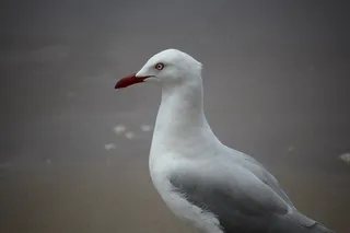 海鸥，鸟，海鸟，野生动物，动物，海滩，鸥
