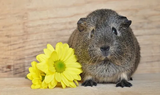 豚鼠,光滑的头发,Lemonagouti 豚鼠,光滑的头发,Lemonagouti