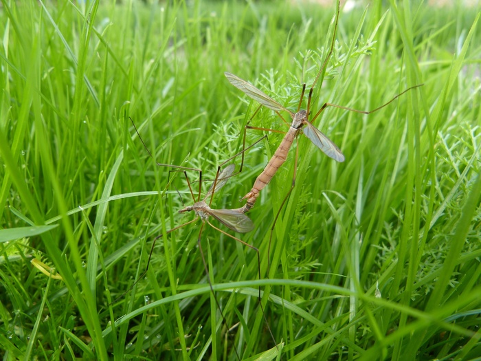 爸爸长腿，配对，，科，性别，生殖