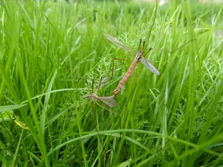 爸爸长腿，配对，，科，性别，生殖