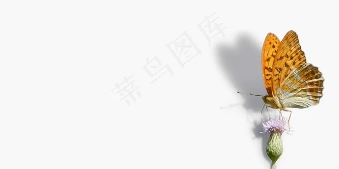 蝴蝶，贝母，Argynnis Paphia，豁免