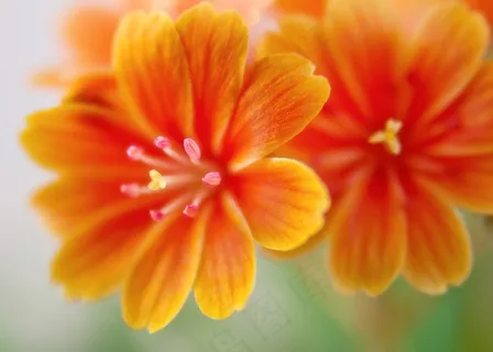 花卉,鲜花特写,橙色的花朵,菊花,黄玫瑰,盛开的橙花的近似