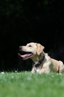 混合动力，草地，夏天，明亮的外套，Hundeportrait