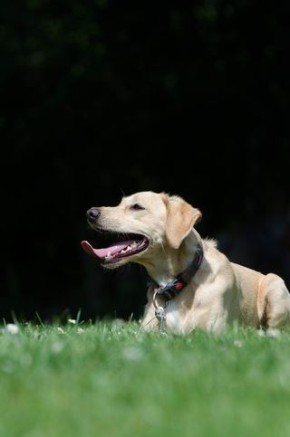 混合动力，草地，夏天，明亮的外套，Hundeportrait