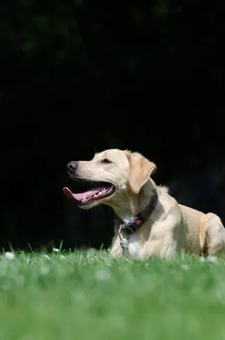 混合动力，草地，夏天，明亮的外套，Hundeportrait