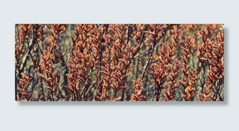 植物，草本，棕色，性质，心情，景观，气氛