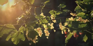 醋栗，浆果，夏天，太阳，背光，水果，成熟