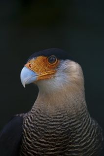 大道，鹰，羽毛，动物区系，鸟，鸟嘴，猛禽