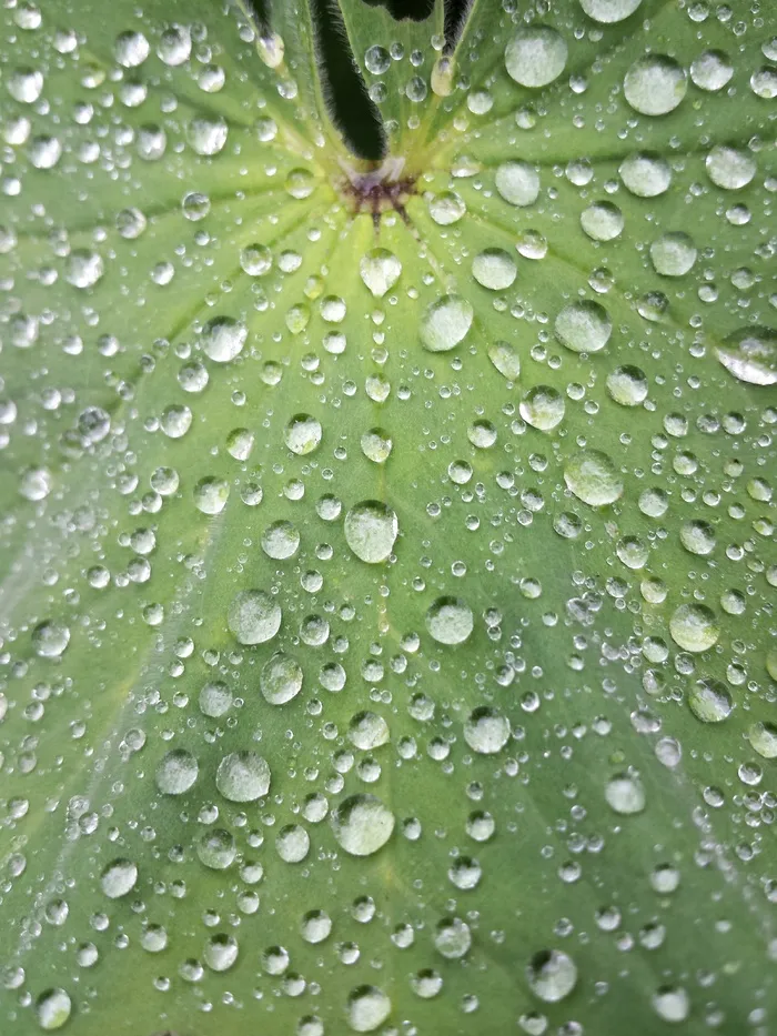 叶，露水，水，水滴，植物，新鲜，环境