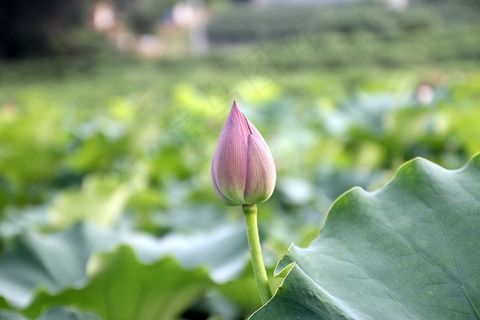 莲花，芽，盛开，盛开，花，水生，植物
