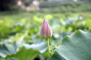 莲花，芽，盛开，盛开，花，水生，植物