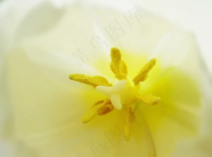 郁金香，宏，光，开花，花，关闭