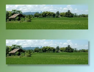 风景，泰国，水稻