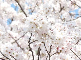 春天，樱花，花