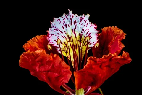 开花，开花，红色