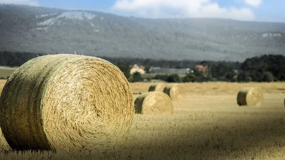 捆，稻草，农业，收获，乡村景观