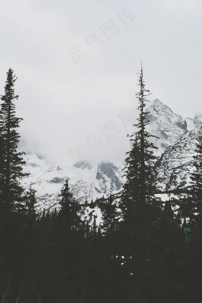 冰雪,山峦,树,落叶松,雪松,雪山多云的森林