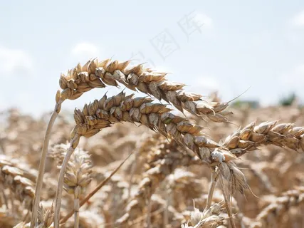 穗，小麦，谷物，粮食，原野，麦田