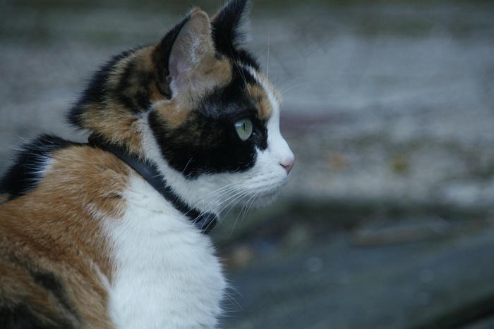 猫，猫，宠物，猫脸，动物，哺乳动物