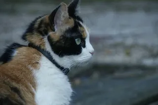 猫，猫，宠物，猫脸，动物，哺乳动物