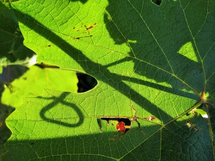 叶子，藤，葡萄，绿色，光，阴影